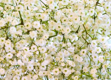 Gypsophile - Les Doigts Verts