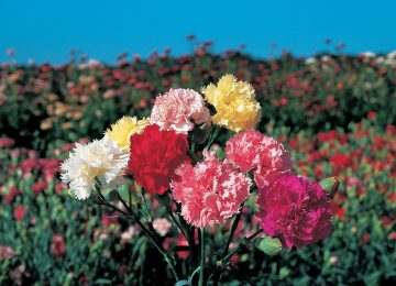 Oeillet perpétuel à fleur géante Chabaud varié